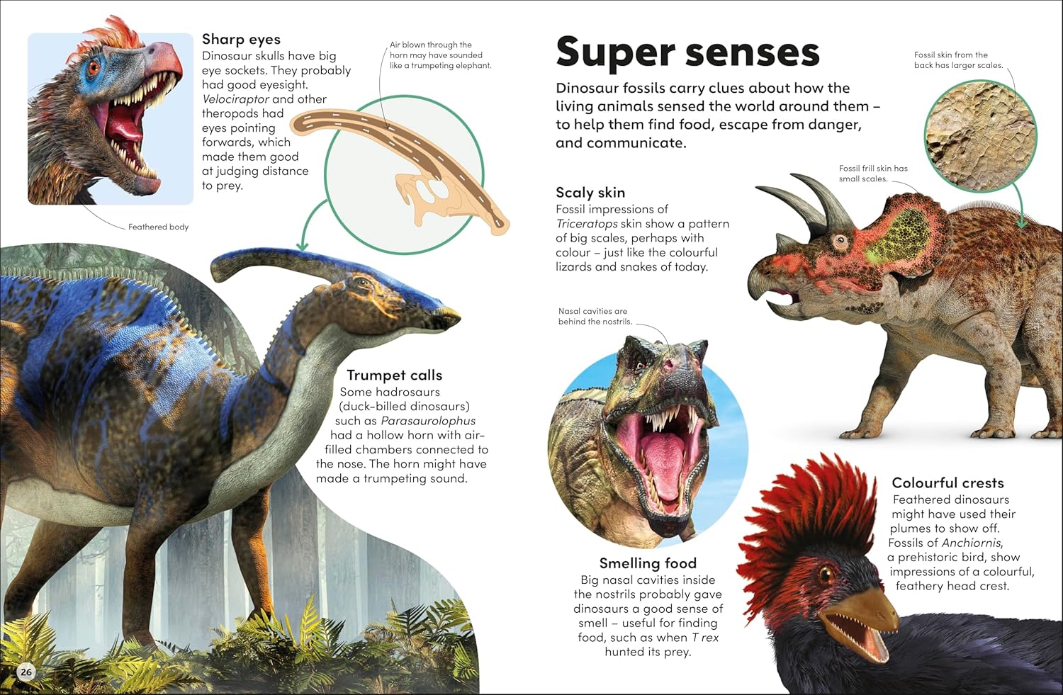 Eyewonder Dinosaurs: Open Your Eyes to a World of Discovery - Image 4