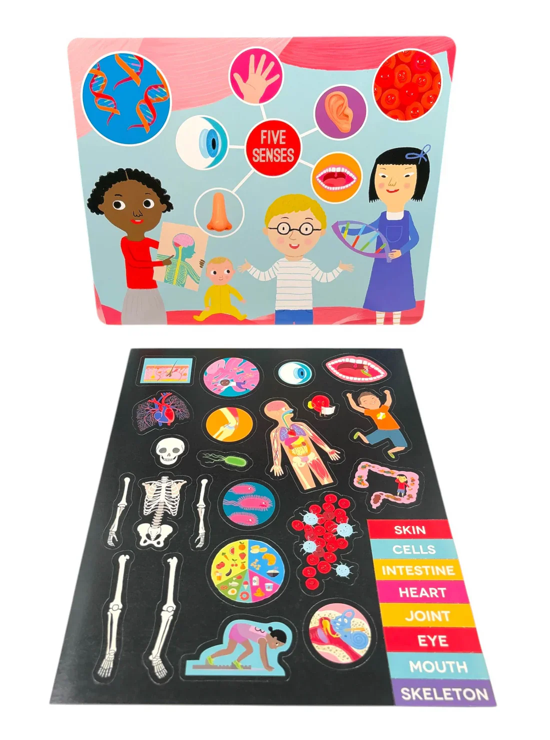 Factivity Magnetic Folder - Human Body - Novelty Book - Image 3