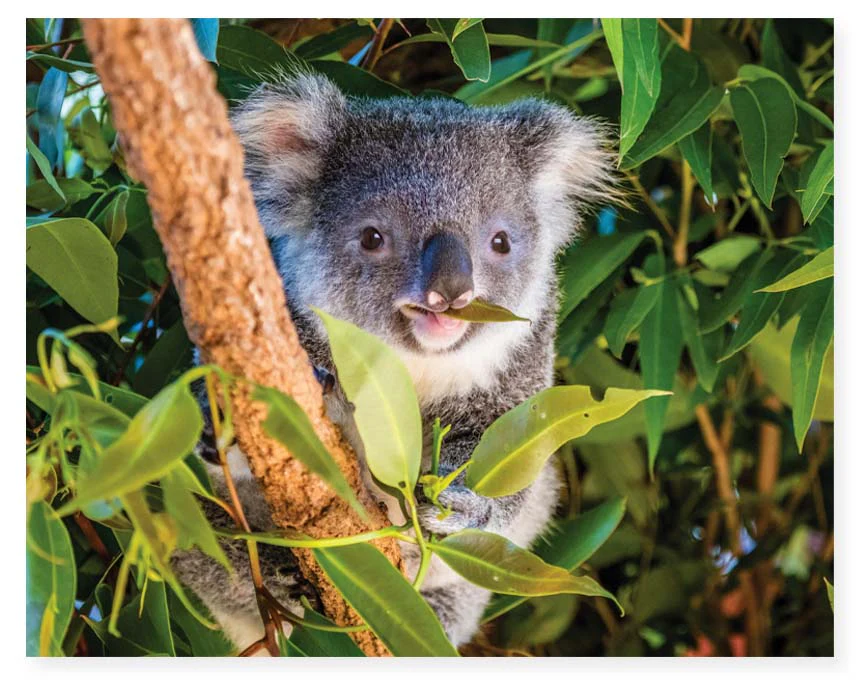 HINKLER MINDBOGGLERS 1000 PIECE JIGSAW PUZZLE KOALA AUSTRALIA - Image 2