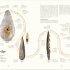 Humans: The Evolution of a Species - Image 4