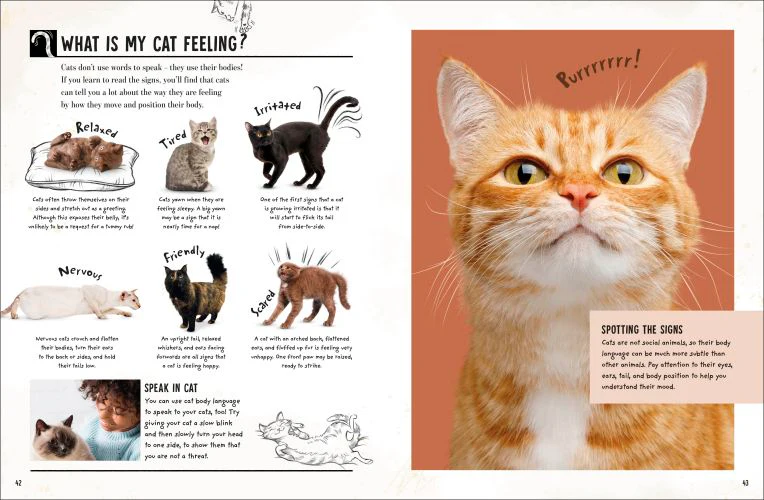 My Cat - Image 5