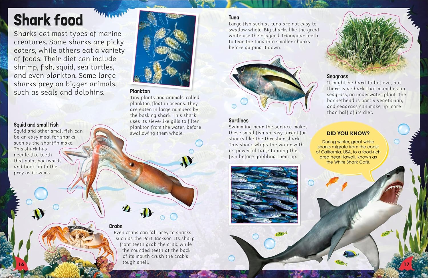 Sharks (Sticker Encyclopedia) - Image 5