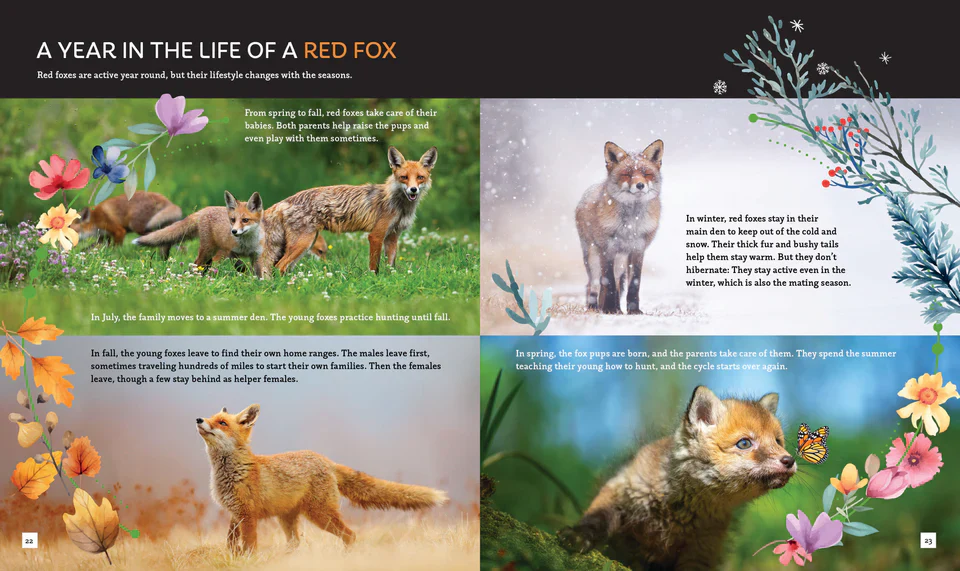 The Fox (Brainy Creatures) - Image 5