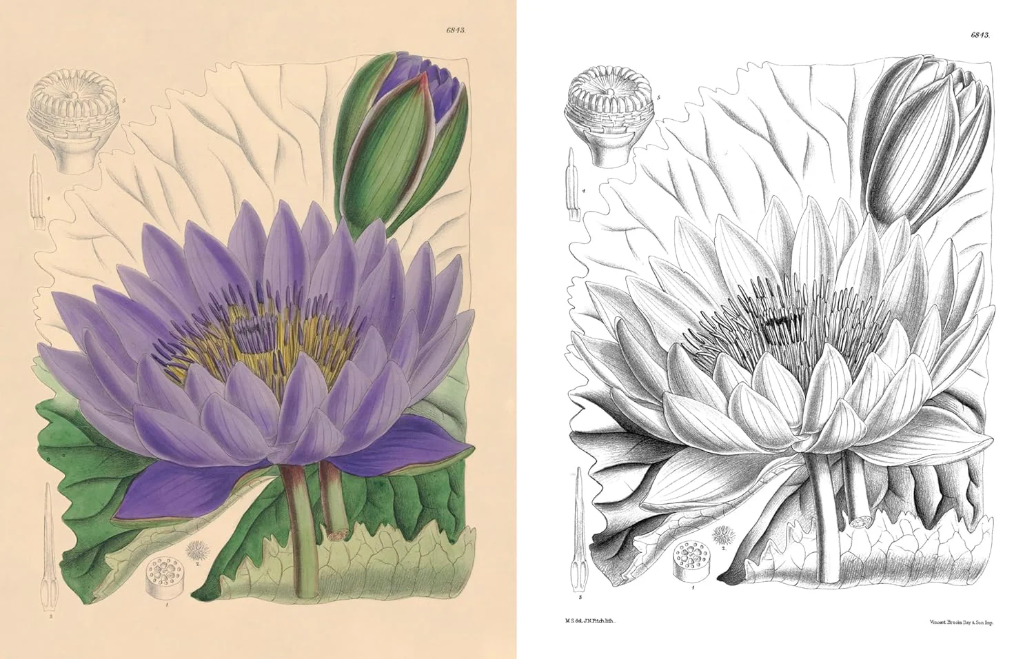 The Kew Gardens Beautiful Flowers Colouring Kit (Paperback) - Image 3