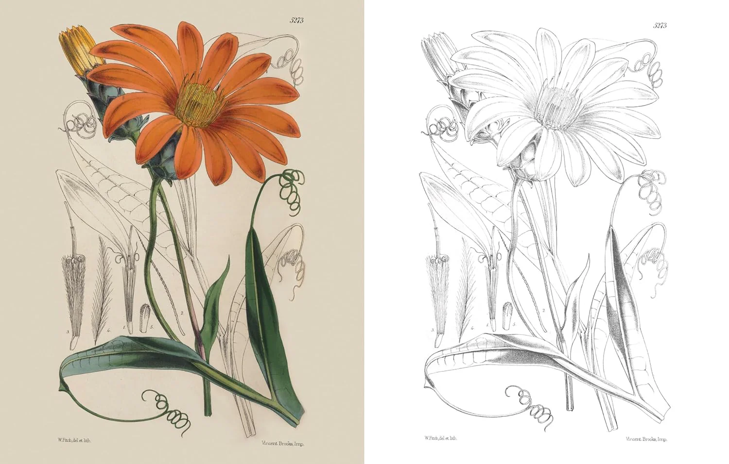The Kew Gardens Beautiful Flowers Colouring Kit (Paperback) - Image 5
