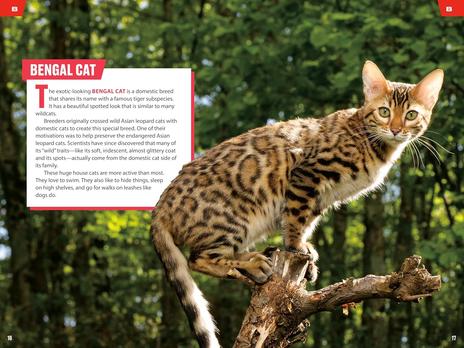 TIME for Kids: Big Cats, Small Cats: 101 Cats You Need to Know! - Image 2