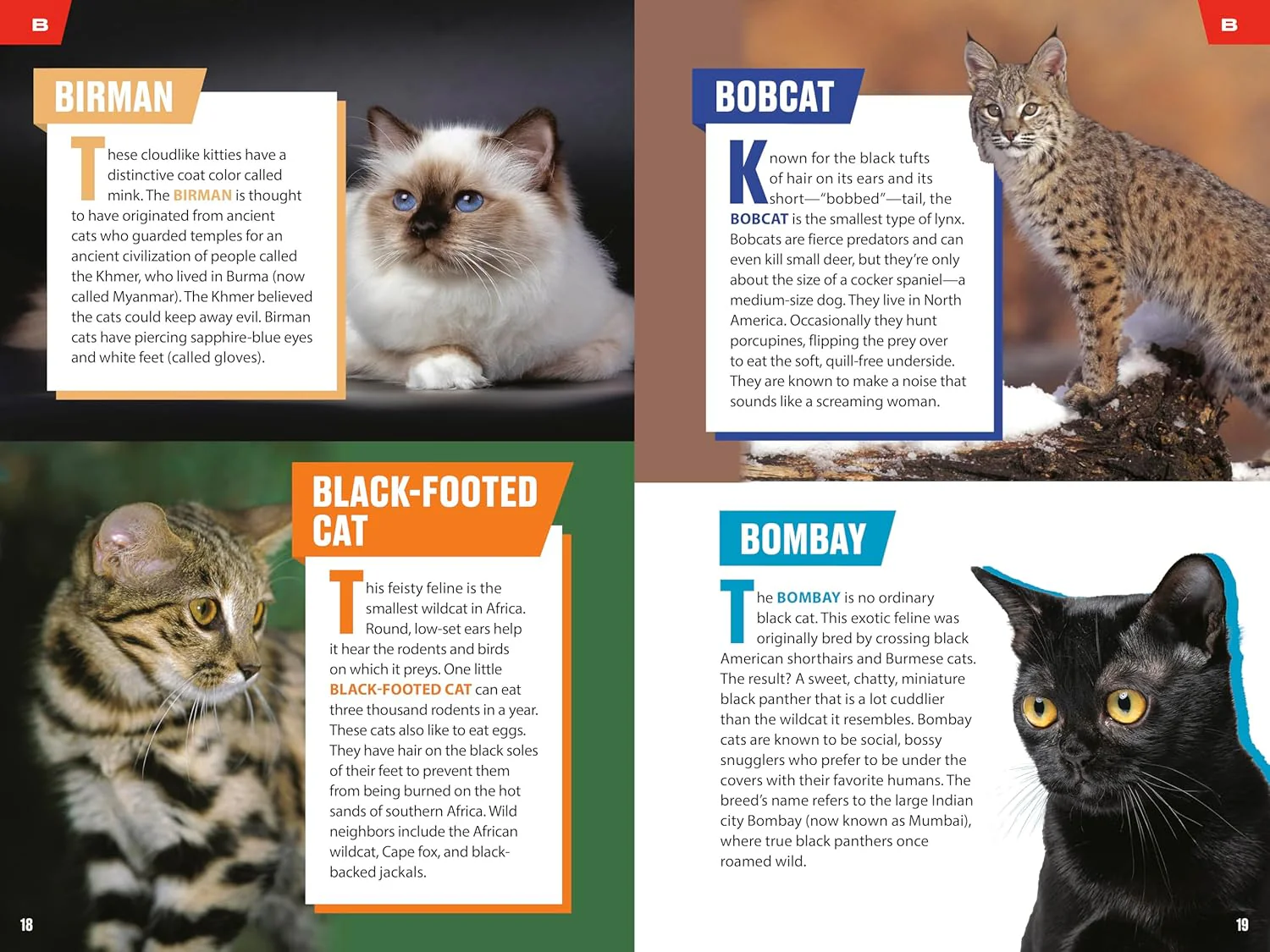 TIME for Kids: Big Cats, Small Cats: 101 Cats You Need to Know! - Image 3
