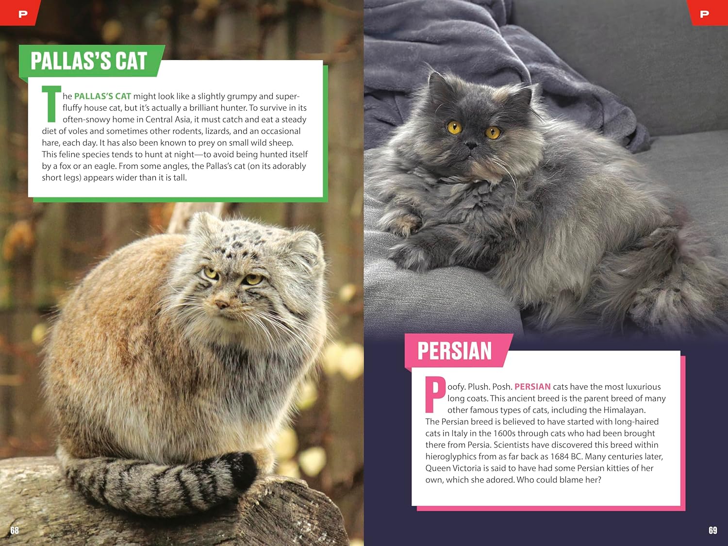TIME for Kids: Big Cats, Small Cats: 101 Cats You Need to Know! - Image 4