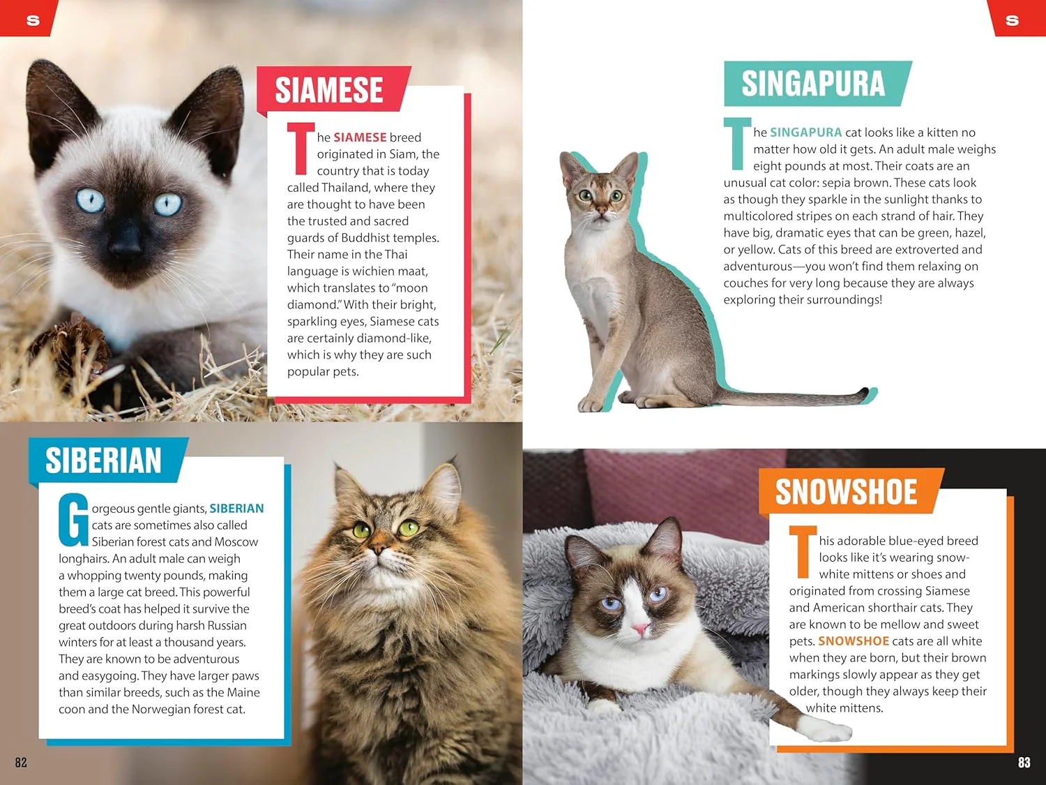TIME for Kids: Big Cats, Small Cats: 101 Cats You Need to Know! - Image 5