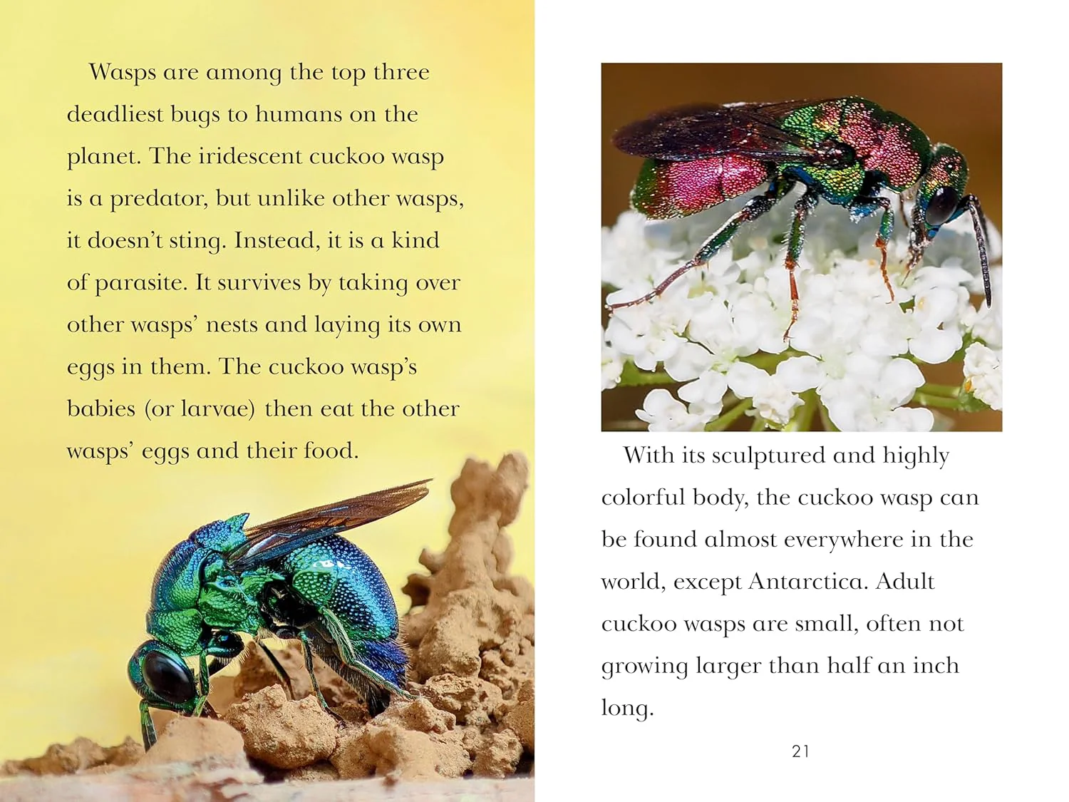 TIME for Kids: Insects - Image 4