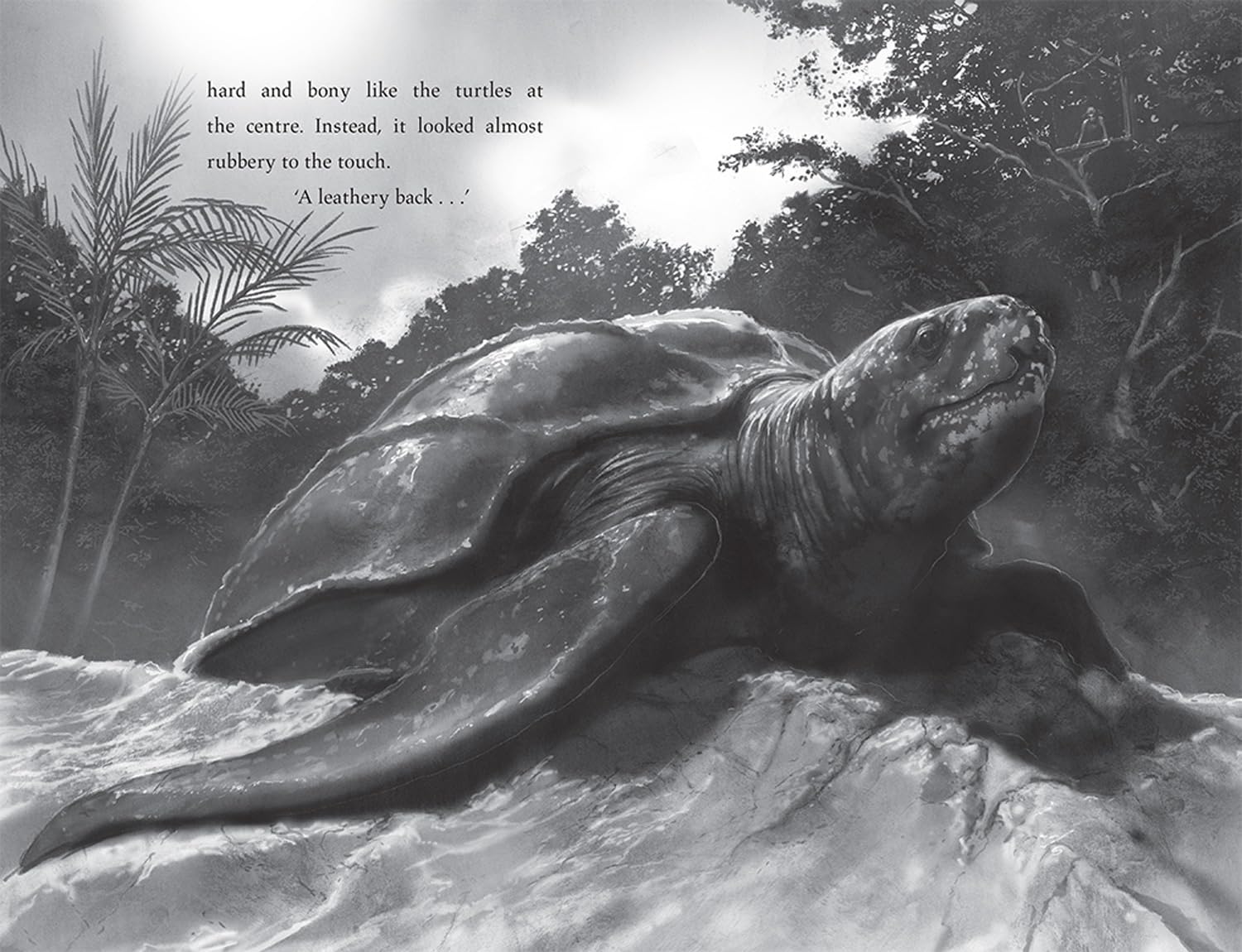 Turtle Moon - Image 5